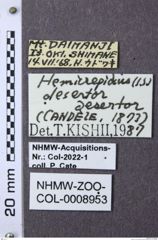 Etiketten zu Hemicrepidius desertor (NHMW-ZOO-COL-0008953)